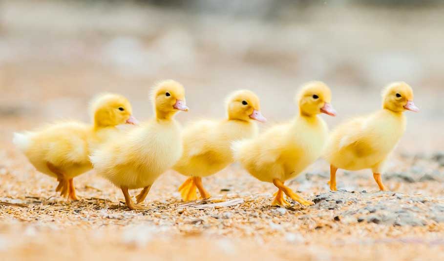 3 kolejne ogniska grypy ptaków