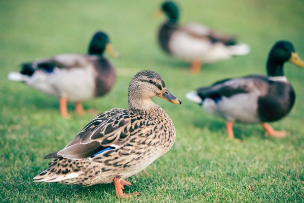 Kolejne ogniska grypy ptaków